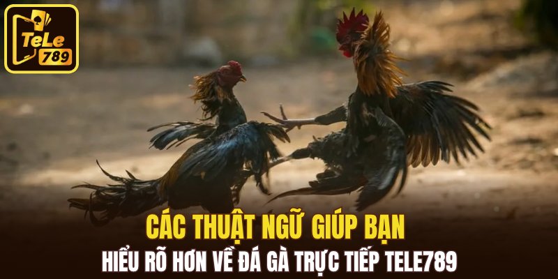 Các thuật ngữ giúp bạn hiểu rõ hơn về đá gà trực tiếp Tele789
