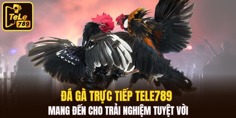 Đá gà trực tiếp Tele789 mang đến cho trải nghiệm tuyệt vời