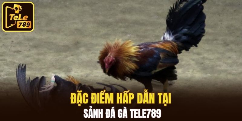 Đặc điểm hấp dẫn tại sảnh đá gà Tele789