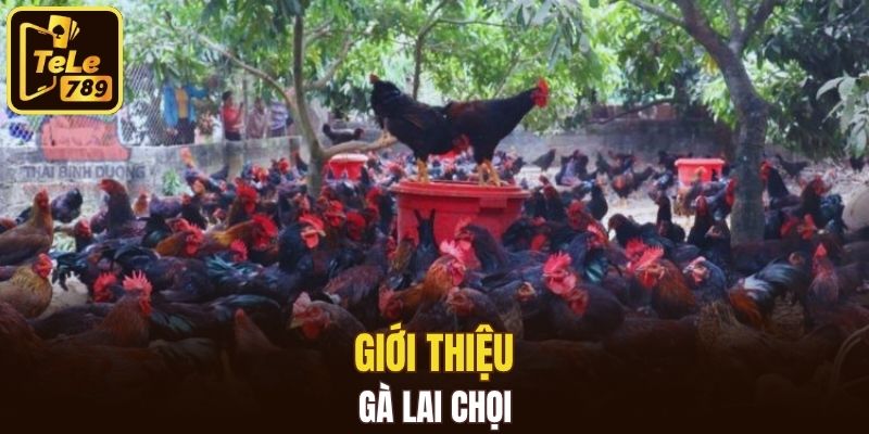 Giới thiệu gà lai chọi