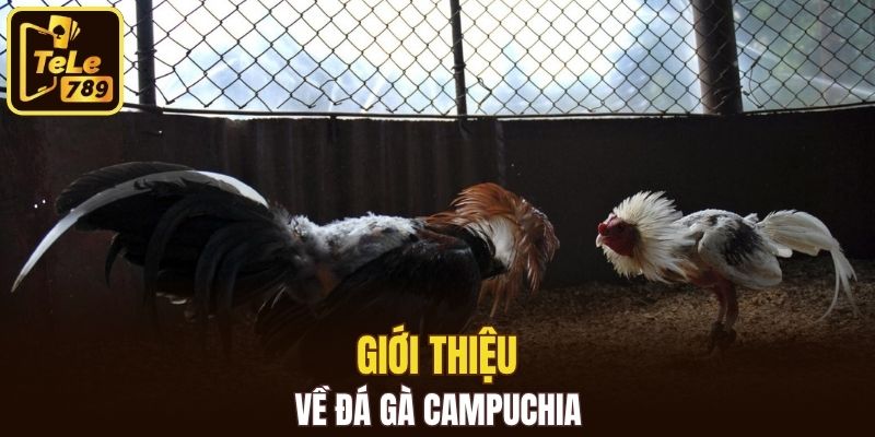 Giới thiệu về đá gà Campuchia