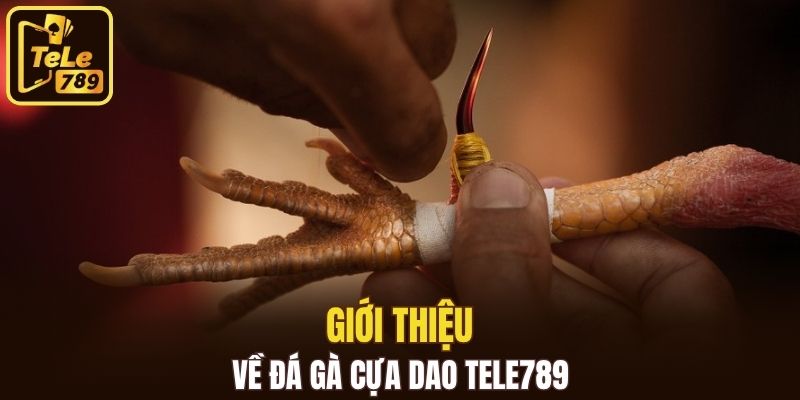 Giới thiệu về đá gà cựa dao Tele789