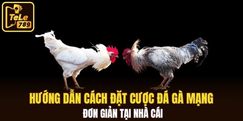 Hướng dẫn cách đặt cược đá gà mạng đơn giản tại nhà cái