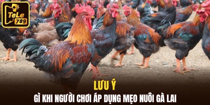 Lưu ý gì khi người chơi áp dụng mẹo nuôi gà lai