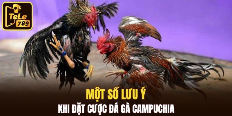 Một số lưu ý khi đặt cược đá gà Campuchia