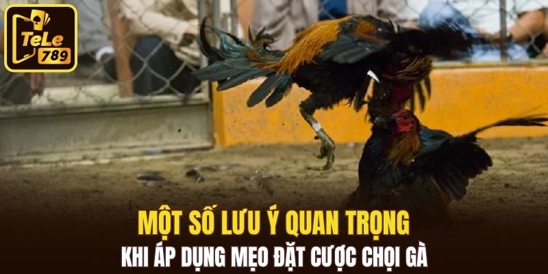 Một số lưu ý quan trọng khi áp dụng mẹo đặt cược chọi gà
