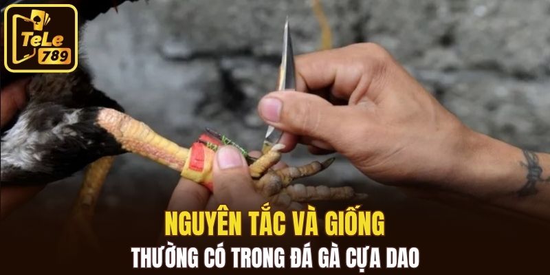 Nguyên tắc và giống thường có trong đá gà cựa dao