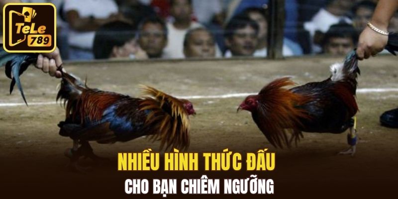 Nhiều hình thức đấu cho bạn chiêm ngưỡng