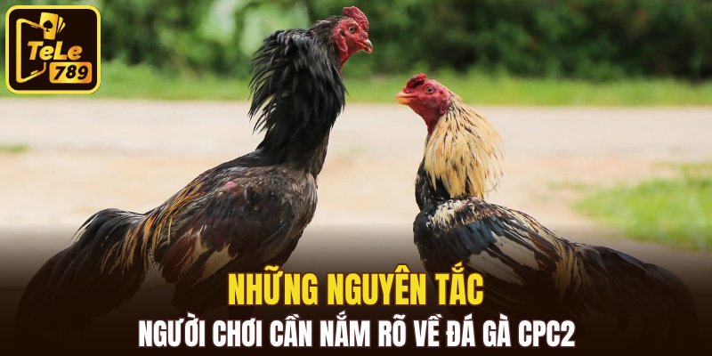 Những nguyên tắc người chơi cần nắm rõ về đá gà CPC2