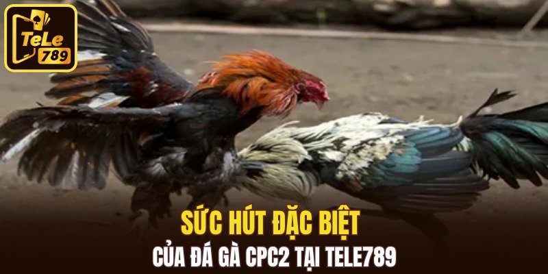 Sức hút đặc biệt của đá gà CPC2 tại Tele789