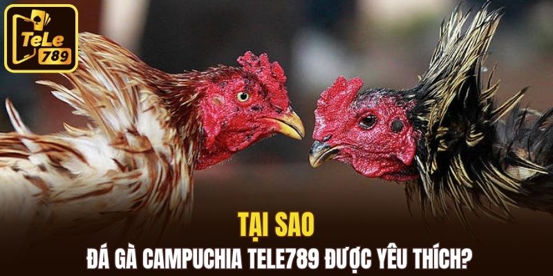 Tại sao đá gà Campuchia Tele789 được yêu thích?