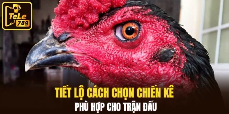 Tiết lộ cách chọn chiến kê phù hợp cho trận đấu