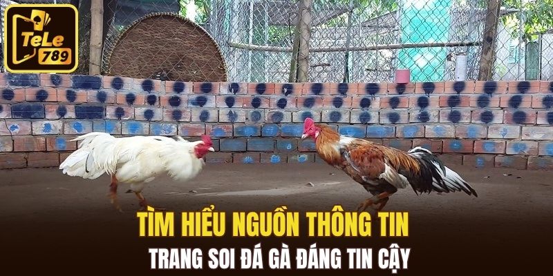 Tìm hiểu nguồn thông tin trang soi đá gà đáng tin cậy