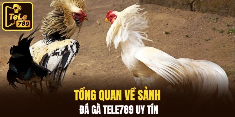 Tổng quan về sảnh đá gà Tele789 uy tín