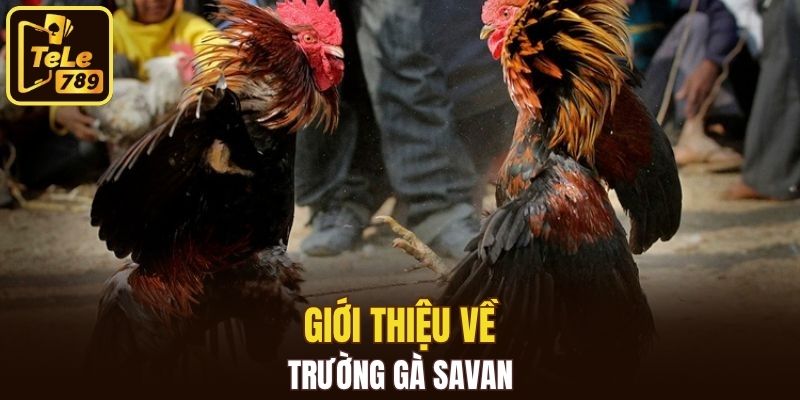 Trường gà savan là điểm đến hấp dẫn bậc nhất tại Đông Nam Á