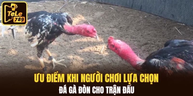 Ưu điểm khi người chơi lựa chọn đá gà đòn cho trận đấu