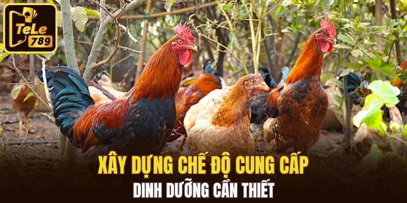 Xây dựng chế độ cung cấp dinh dưỡng cần thiết