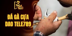 đá gà cựa dao Tele789