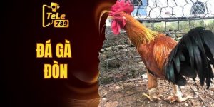 đá gà đòn
