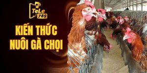 kiến thức nuôi gà chọi