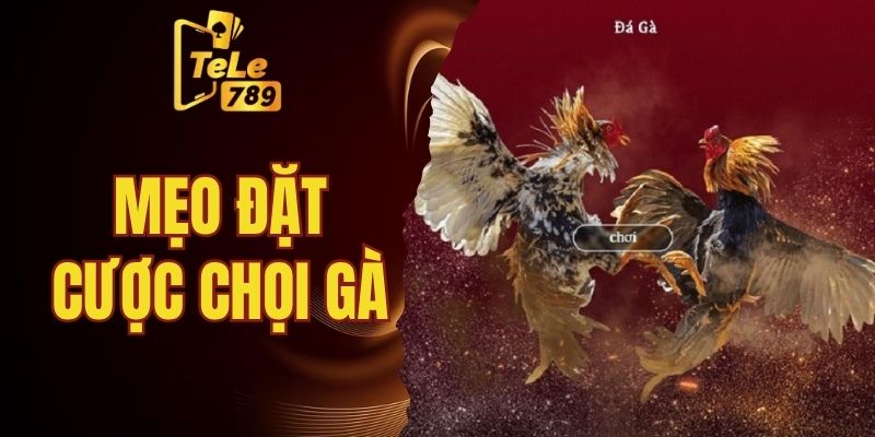 mẹo đặt cược chọi gà
