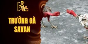 trường gà savan